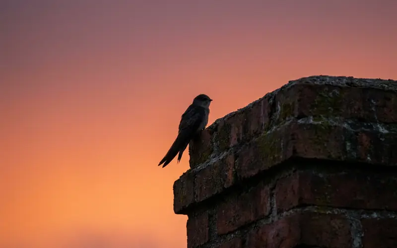Small dark chimney swift perched at the rim of a brick chimney at dusk
